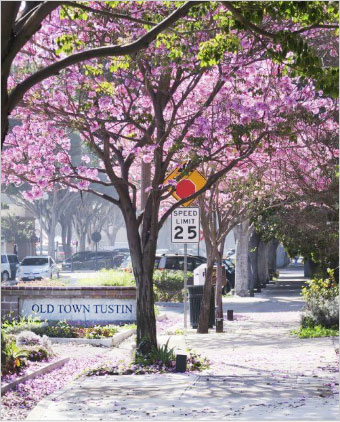 Contact us Tustin Old Town trees